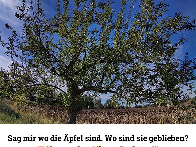 abgeernteter Alleebaum