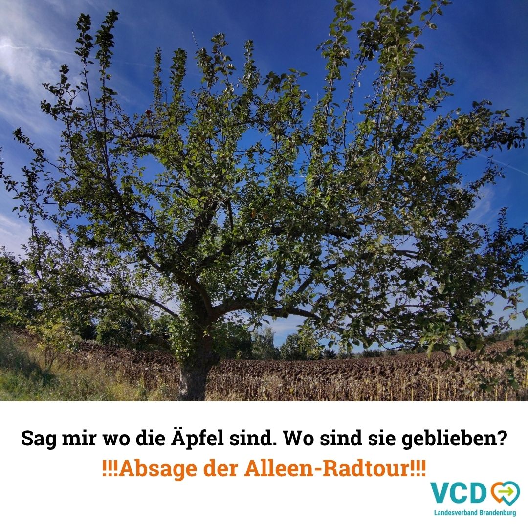 abgeernteter Alleebaum
